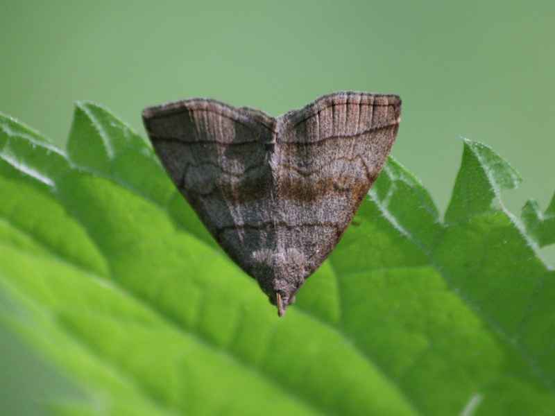 Herminia tarsicrinalis?